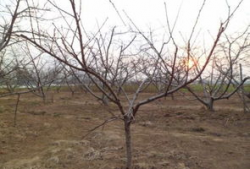 桃树夏季修剪技术视频,视频教程精华概述